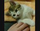 こちょこちょされて喜ぶ子猫