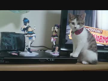 開閉スイッチを踏んで驚く子猫