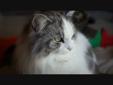 【#319】 ニャンモック増設　【猫万歳】