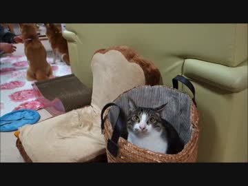 猫ミルキーの日常いろいろ