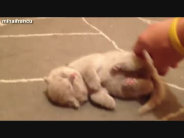 海外の仔猫もやっぱり可愛いのです。