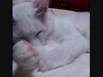 ぬこ様に甘えていただいた