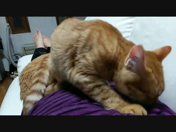 【拾い猫】ひたすらペロペロペロペロ