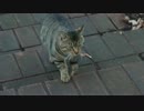 すっかり居座った若キジ
