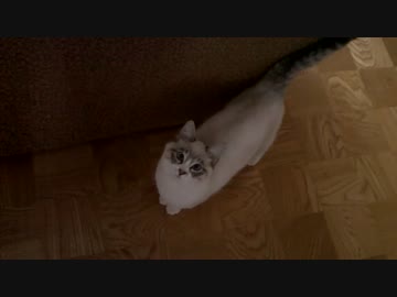 シロ、焦らしてゴメンね