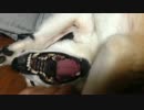 シバイヌ 犬撫で声