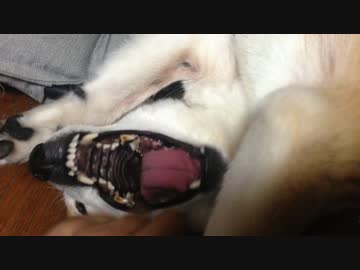 シバイヌ 犬撫で声