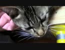 【生後293日】きょうの仔猫【蒼民家の猫々】