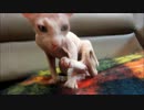 無毛猫スフィンクスがやってきた（その２）