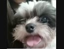 ちゃもちゃん