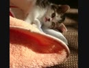 ぽかぽか陽気にごろんごろんする子猫