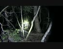 樹海の呻き