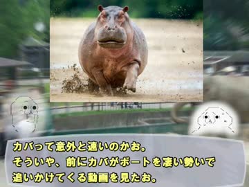 【ゆっくり解説】やる夫で学ぶ巨大生物１２【カバ】