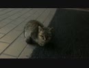 小さなお猫さまと仲良くなりたい！の巻