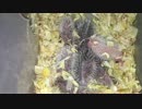 【動画/ハリネズミ】「いの」ベビ 生後9日目