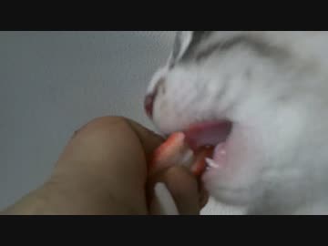 実家の車庫で保護…どあっぷでオヤツを食べている姿を映したらエロい