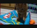 ネコさんのおもちゃを整理しようとしたら結局遊んでしまう
