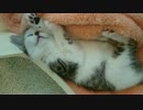 隙間で眠る子猫