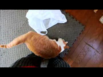 ちゃとらとはちわれ2015ちゃしろくん