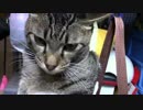 【生後294日】きょうの仔猫【蒼民家の猫々】