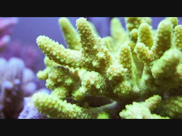 【アクアリウム】ZEOvit サンゴ マクロ撮影 2015/02【FullHD 30p】