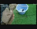 SD氏　マスを釣る