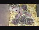 【動画/ハリネズミ】「いの」ベビ 生後10日目 Postnatal day 10 hedgehog "ino"