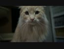 【#321】 夜のひと時　【猫万歳】