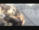 仕事の疲れを癒しにお猫さまを訪ねるの巻