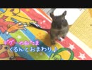 デグーのおたま くるんとおまわり☆