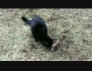 公園の女帝猫、公園にあいた穴にハマる