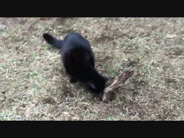 公園の女帝猫、公園にあいた穴にハマる