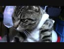 【生後295日】きょうの仔猫【蒼民家の猫々】