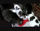 こんしゅうのおやつ【蒼民家の猫々】