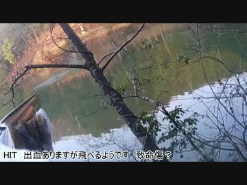 白黒はっきりしないカワウ猟編　新米猟師ハンターライフ散弾銃