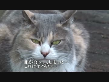 【公園猫戦争】グレートマザー猫、公園に降臨する
