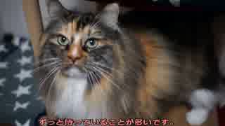 【#322】 必要なこと　【猫万歳】