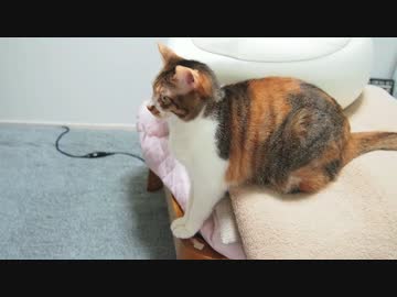 無理でもくつろぎたい猫たち