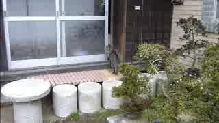 とある田舎の猫事情　～新勢力出現～