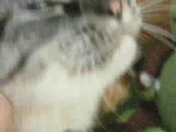 オイデと言ったら来るようになったジャンくん