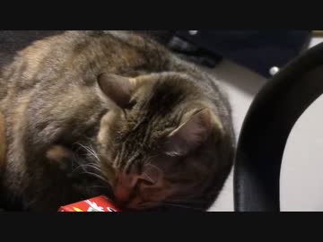 拾いねこ＠生後952/919日目　プリッツに群がるアコツキ