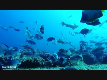 水中カメラ沈めてみた87　串本浅海堤防際で巨大寒グレを追う！後編