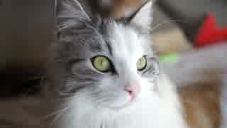 【#323】 今日もまったり　【猫万歳】