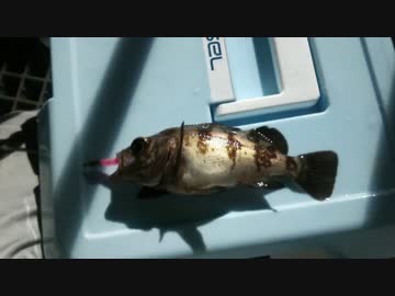 休日は魚釣りに出かけよう Part24