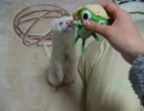 [フェレット]あそびの時間