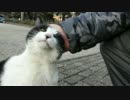 かわいい声のハチワレと遊んだ！