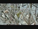 アオゲラの鳴き声、地鳴き