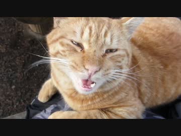 モフモフされたい茶トラ