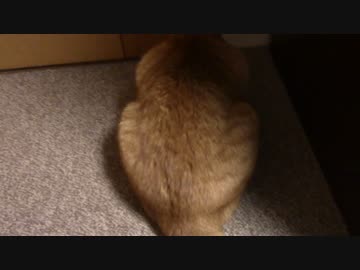 拾いねこ＠生後953/920日目　ωを触られて微妙に期限が悪くなるアコさん