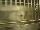 野良猫を保護してみた